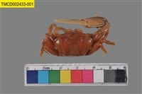 藏品(北方丑招潮蟹)的圖片